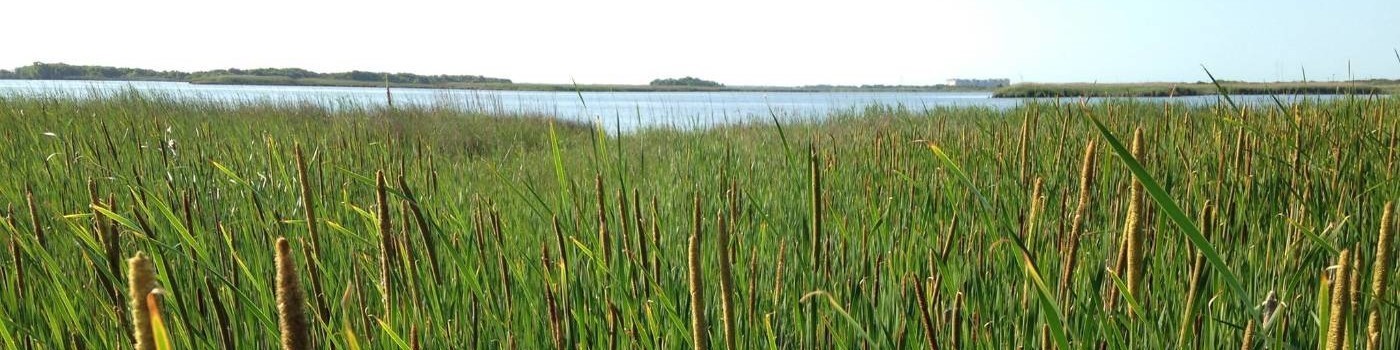 wetlands watch presentation August 2024